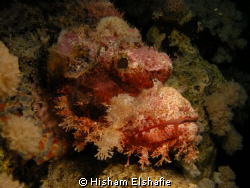 Stone fish by Hisham Elshafie 